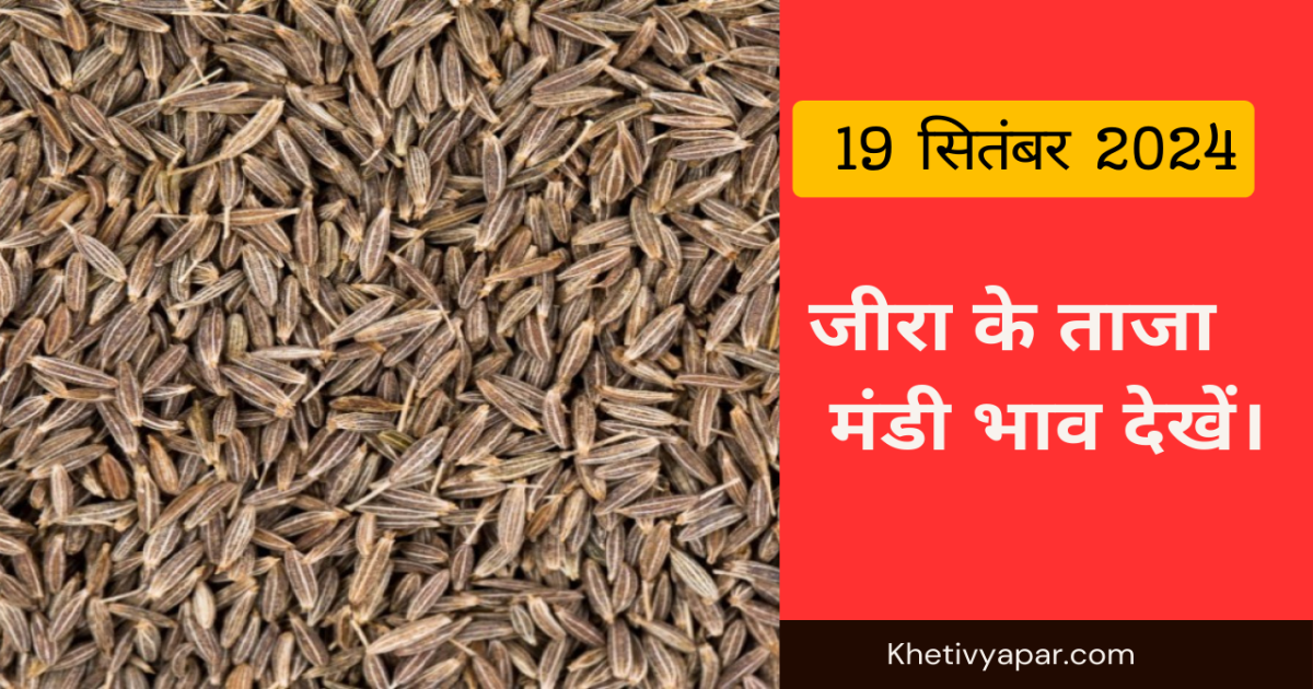 जीरा का मंडी